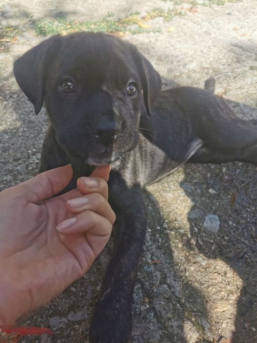 Хотел за кучета, котки, зайци, гризачи и птици