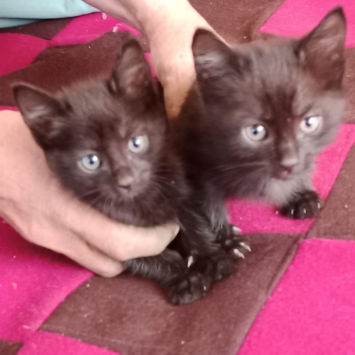 Отдам котят в добрые руки