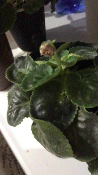 Продам фиалки цветущие