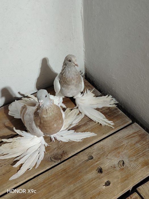 Тасманы на гребле