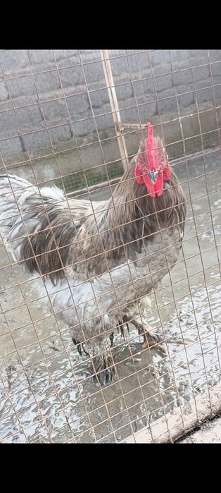 Қораздар салады хокин брама