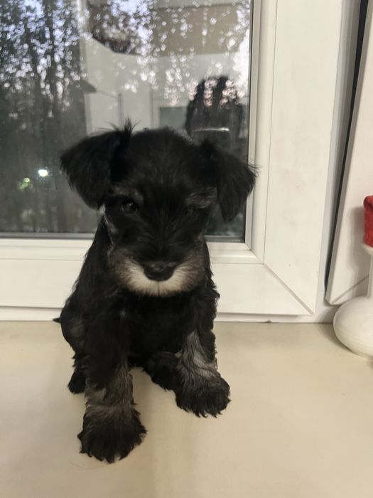 Продаётся щенок ЦВЕРГШНАУЦЕР