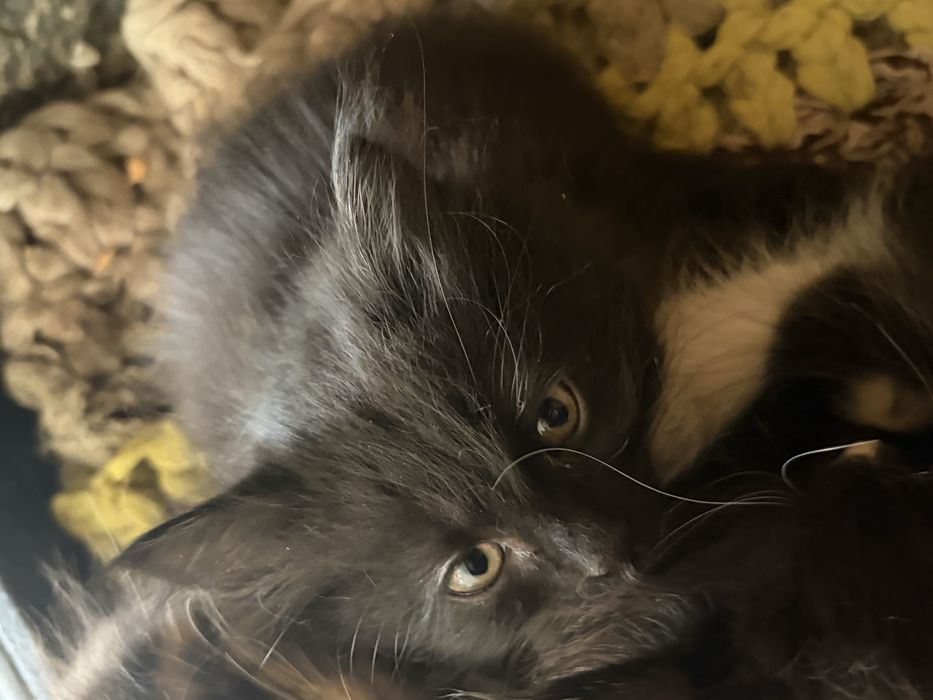 отдам котят в хорошие руки