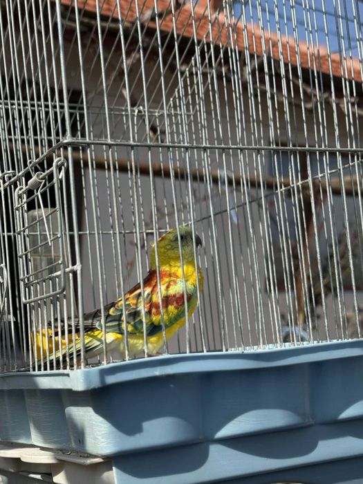 Продавам  животни.