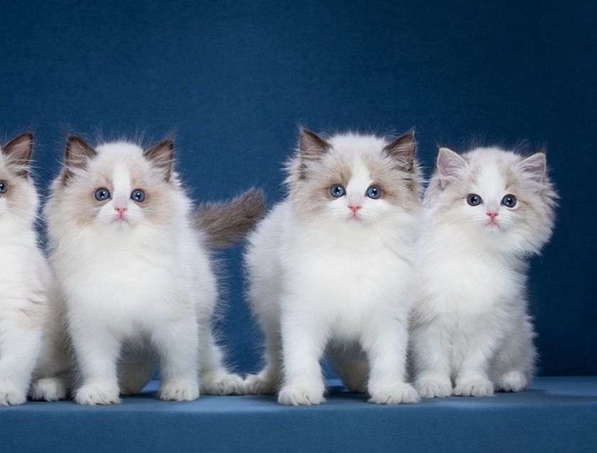 Регдоллы  чистокровные