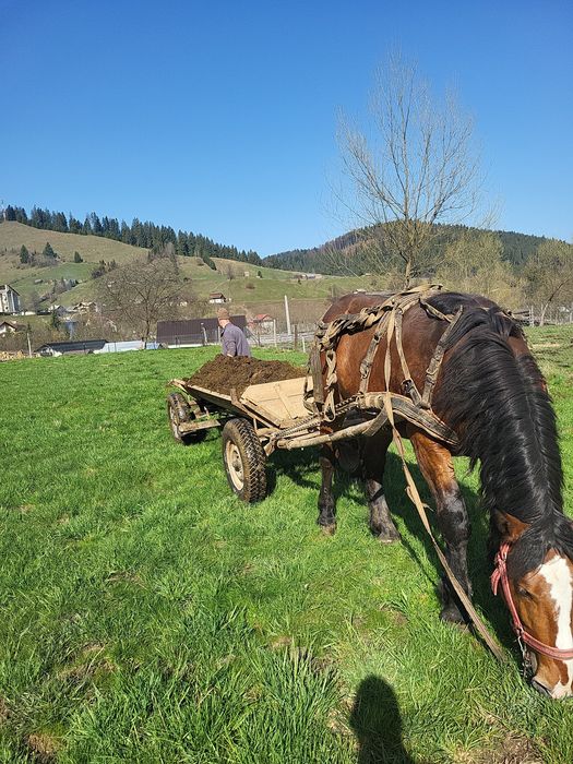 Cai de padure semigrei