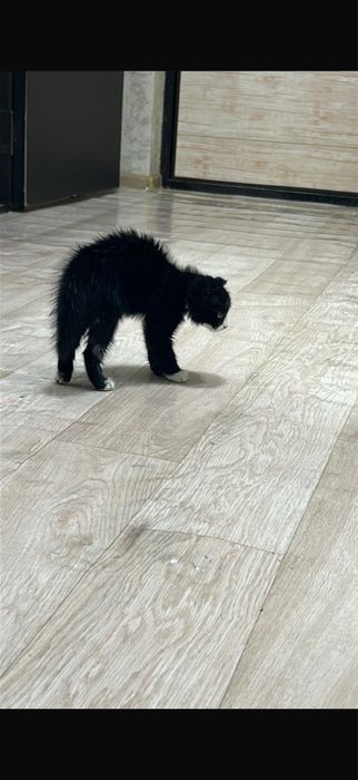 Котёнок в добрые руки вислоухая