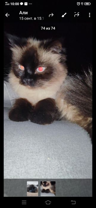 Мушук сотилади жотдор