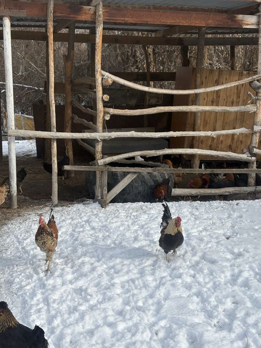 Продам молодых петухов