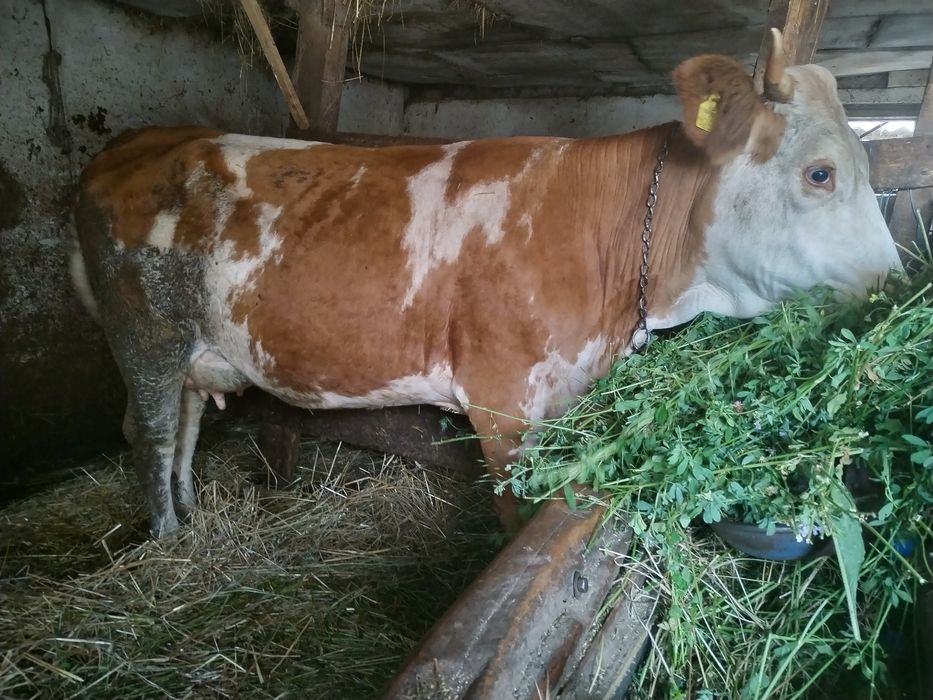 Vacă de 3 ani cu lapte de vânzare