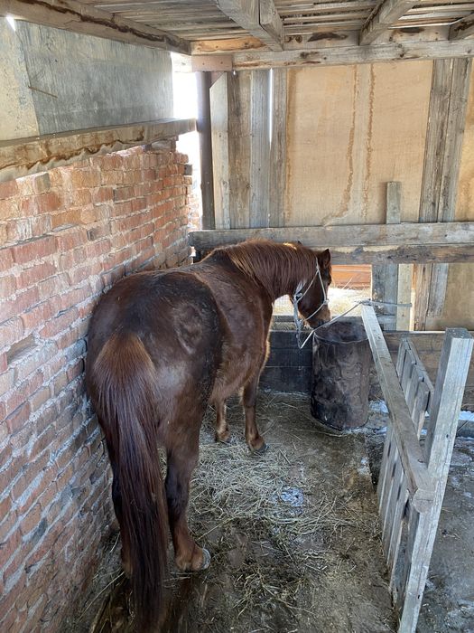 Продам кобылу на откорме 2.5 месяца