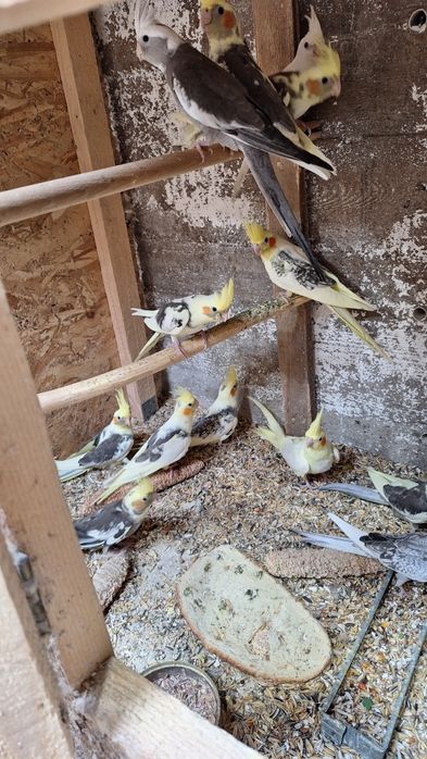 Vand ninfe , perusi semi standard