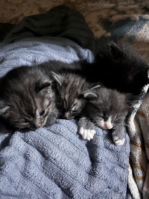 Котята бесплатно в добрые руки