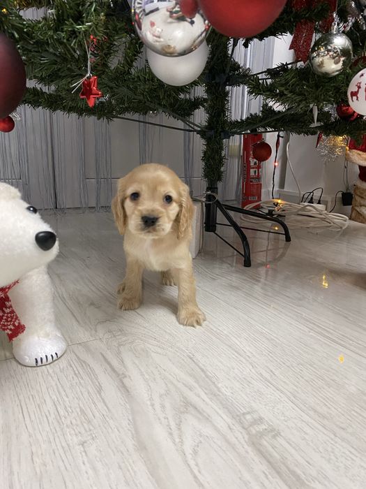 Cocker Spaniel disponibil