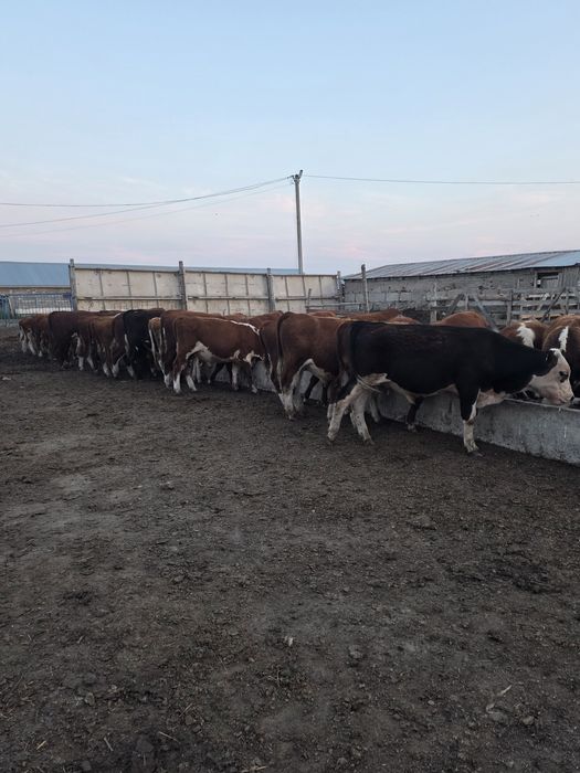 Продам Быков на Доращивание