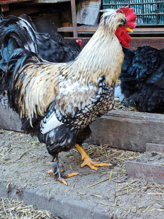 Ouă de incubație găini motate talie mare