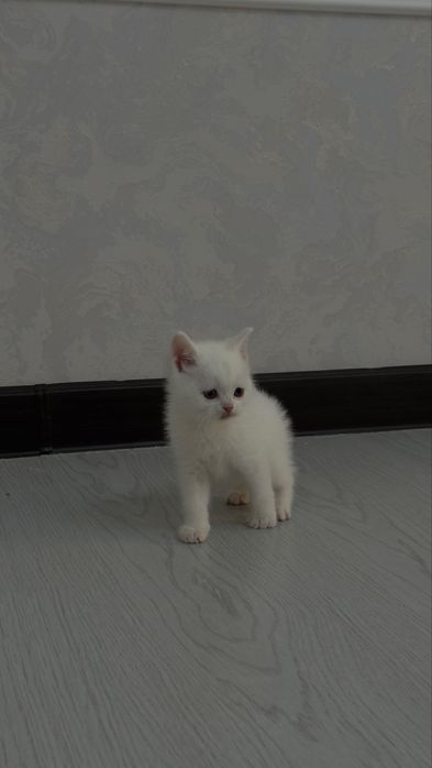 2 та угилча,  ота онаси жуда аклли