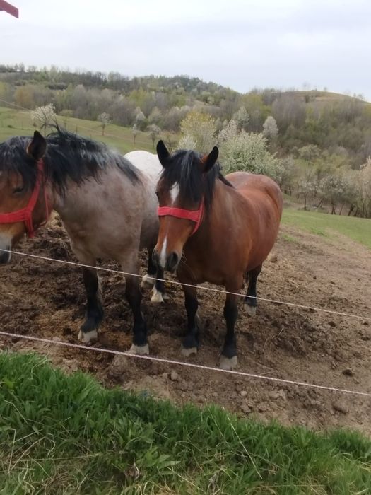 Iapa si manz de vanzare