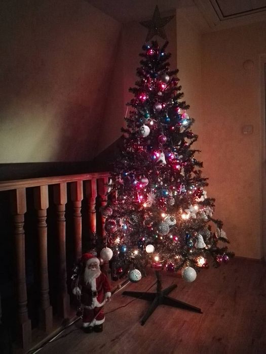 Коледна елха   .