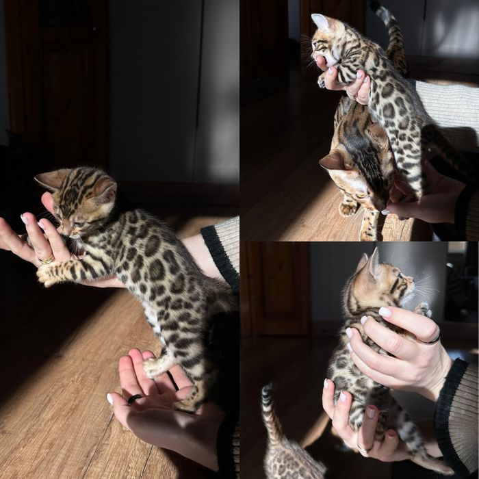 Бенгальские котята