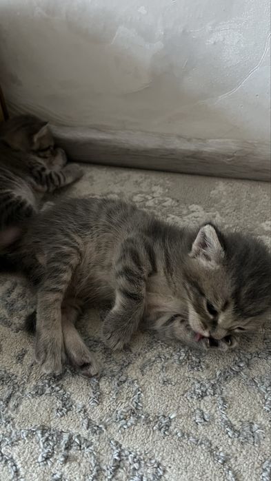 Отдам даром котят