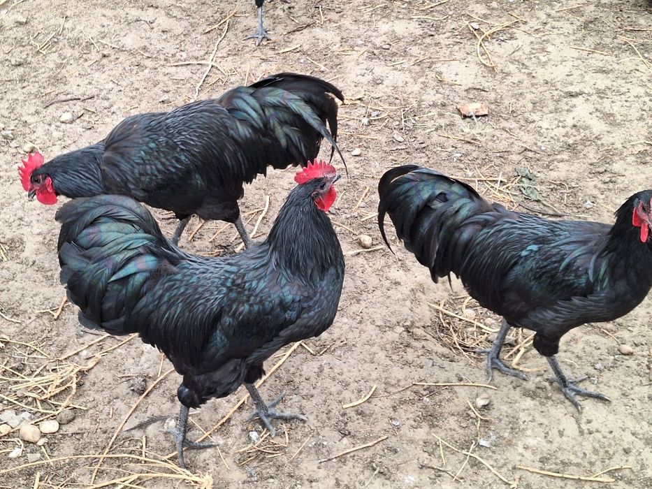 Cocosi Australop Negru