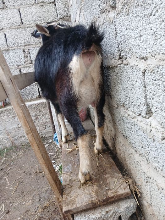 Альпийский сангу ешкі сатылады