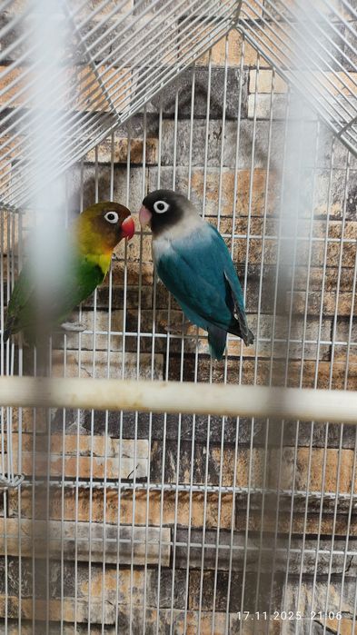 sotiladi nerazluchka maskala kimga qizu bosa tel qilila