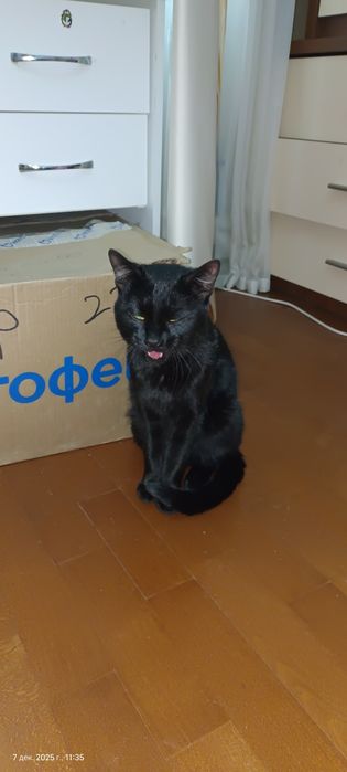 Отдам котика в добрые руки