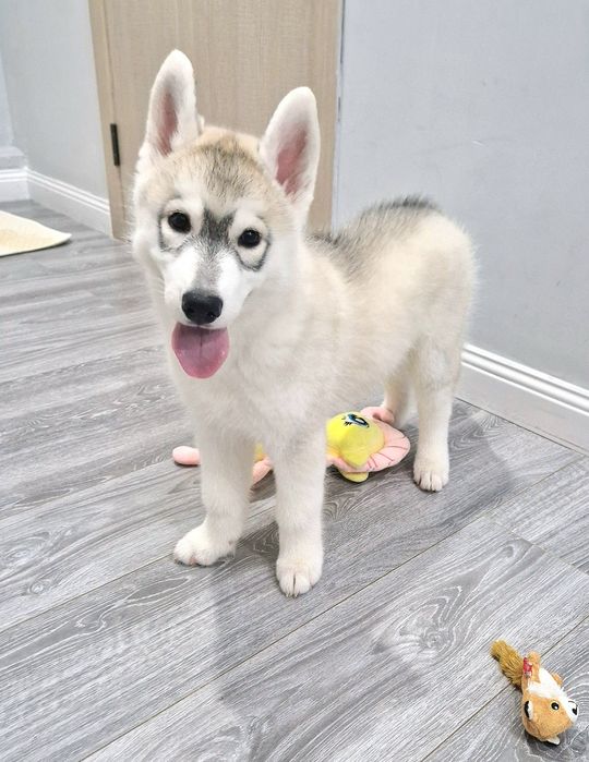 Шикарная девочка от Чемпионов!