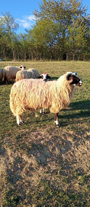 Vând un noatine breaz din oi foarte bune de lapte