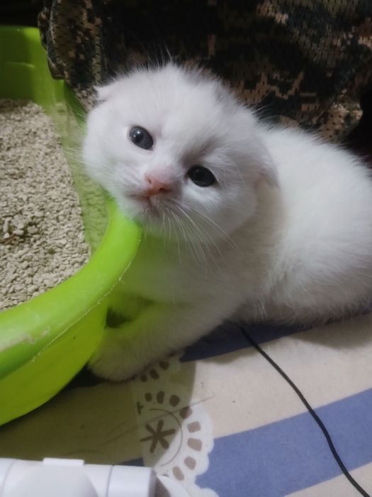 Mushukchalar strayd va fold