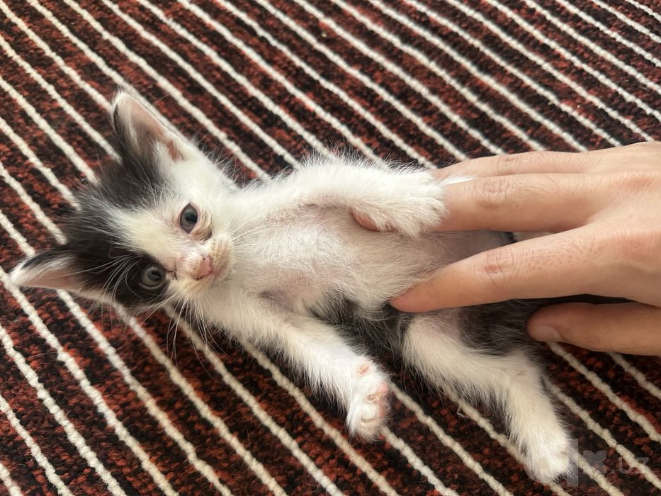 Котята 2 месяца