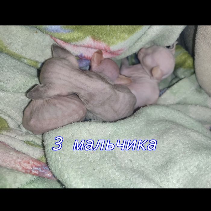 Бронирование котят сфинксов