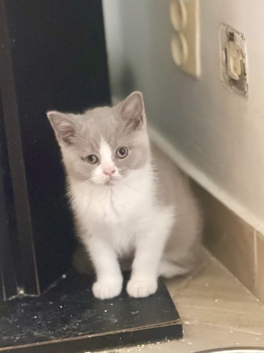 Fetita british shorthair cu pedigree, bicolor, lila cu alb