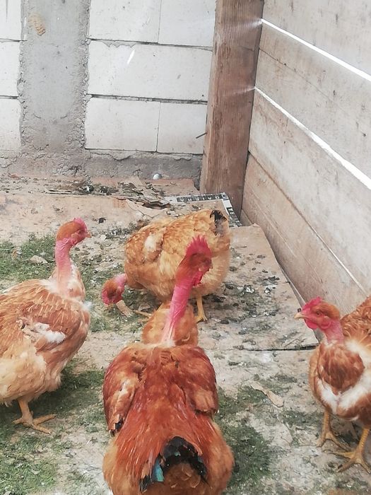 Vand oua gaini de rasa golas de transilvania Mari (nu pitici) pentru incubator incubat oua de casa de gaina