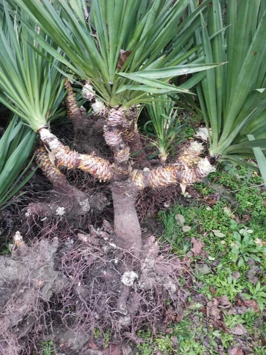 Палма юка външна студоустойчива