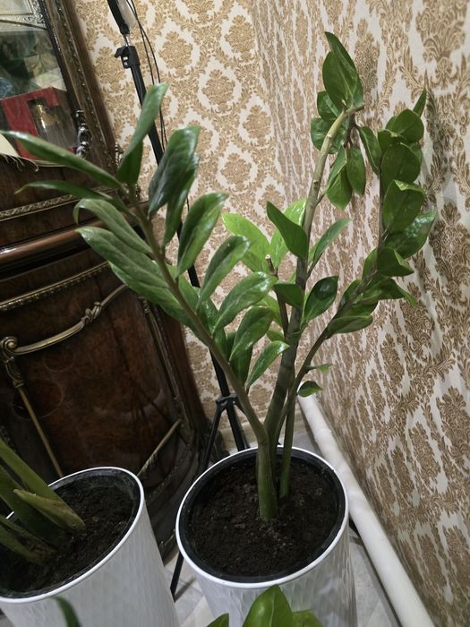 Продается комнатные цветы