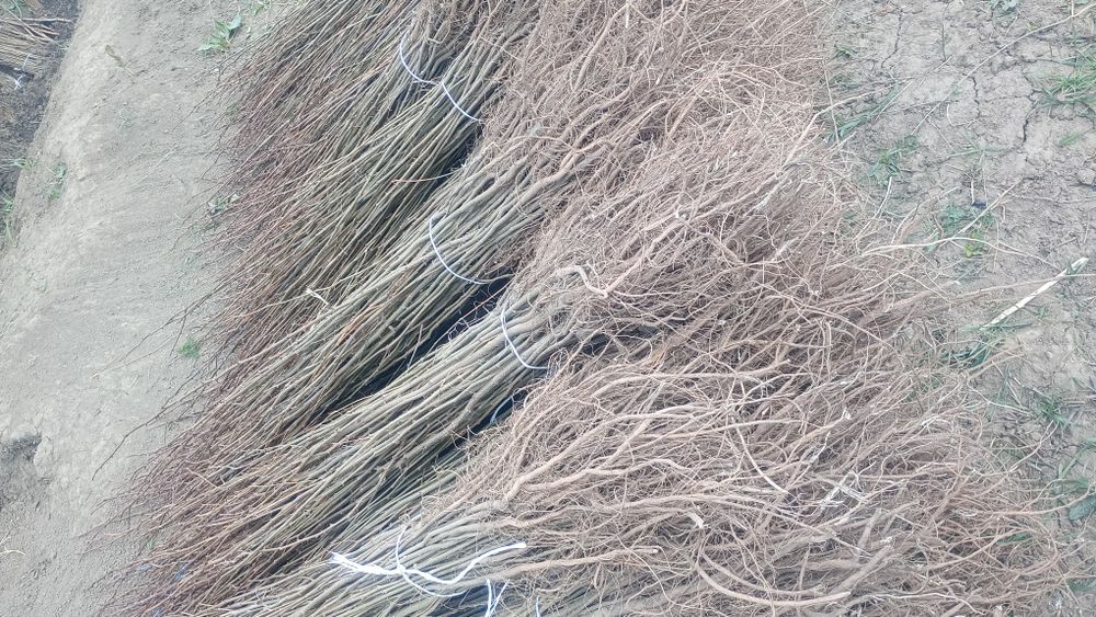 Puieti salcâm disponibil 15000.de bucăți preț 0.80 banii frasin comun