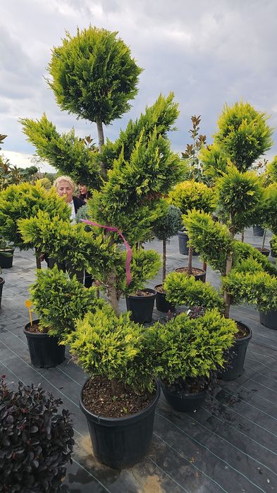 Cupressocyparis leylandii  - Photinia red robin  -