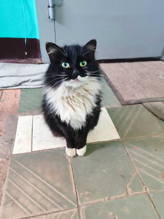 Пушистая красавица.