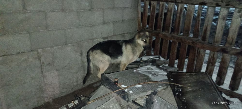 Вео овчарка щенок