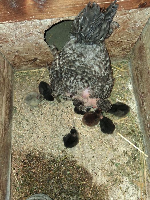 Vănd cloșcă cu 8 puișori