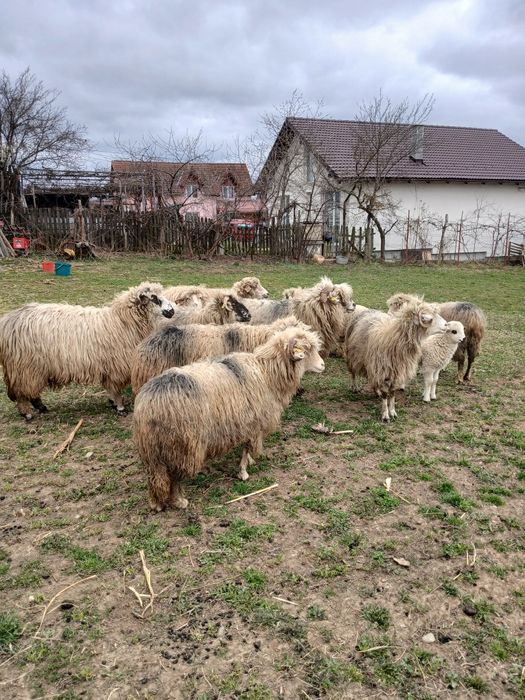 Vând oi bine îngrijite
