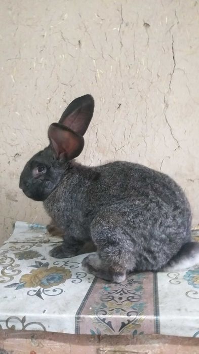 Кролик породы ФЛАНДР