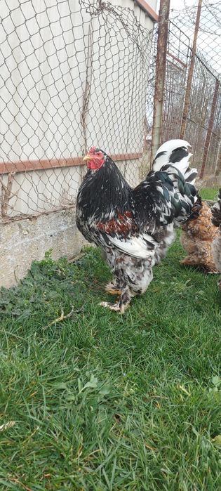 Pui Brahma Porțelan