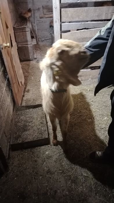 Продам козла битал