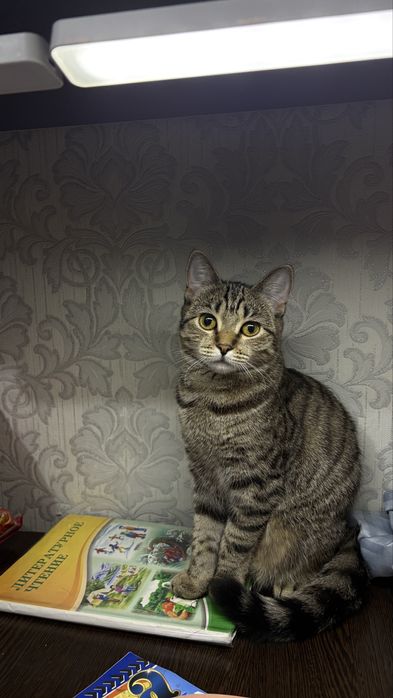 Британский котенок 7 месяцев