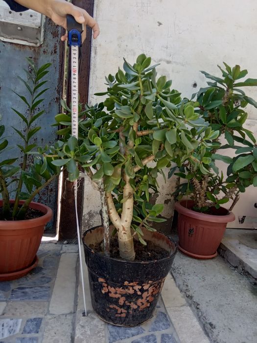 Цветы офисные, домашние