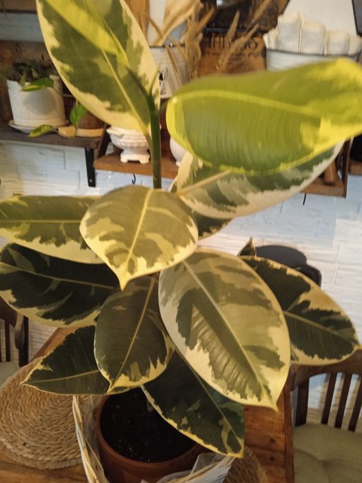 Продам фикус 85 см высота